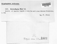 Didymella pisi image